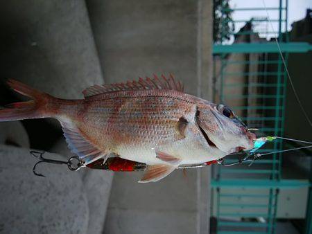 ジグサビキ　ワインド