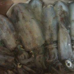 アオリイカ　11杯