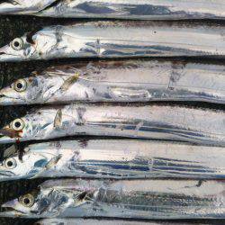 阿南市の大潟岸壁でタチウオ