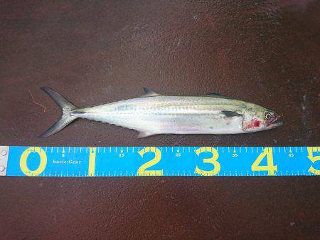 ツバス?ハマチ?