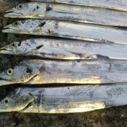 阿南市の辰巳でタチウオ