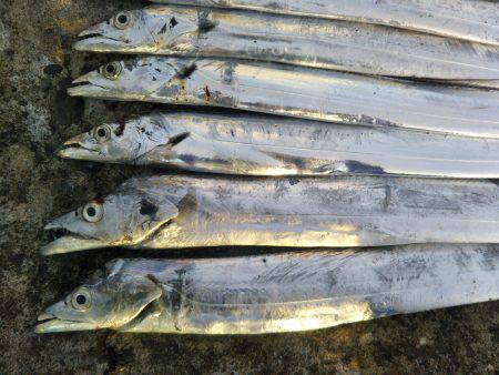 阿南市の辰巳でタチウオ