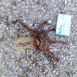 やっぱり土産はタコかいな‼