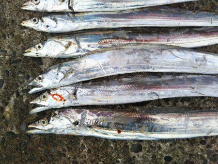 阿南市の辰巳でタチウオとカマス