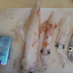 ビックサイズケンサキ！！