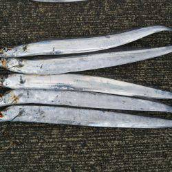 阿南市の答島港と大潟岸壁でタチウオ