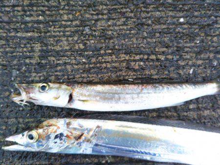 阿南市の大潟岸壁でタチウオとカマス