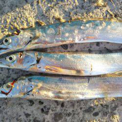 阿南市の答島港でタチウオ