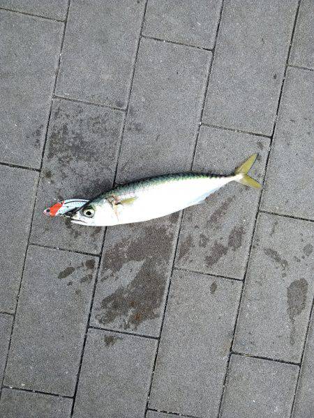 サバーパーティー