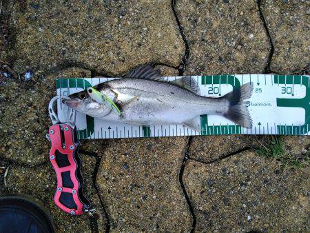 年間10本達成！