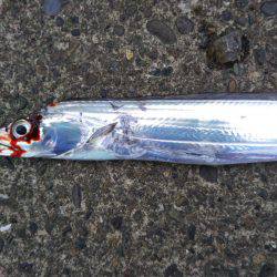 タチウオ厳しい