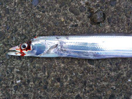 タチウオ厳しい