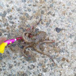 お兄さんとお姉さんが来ましたね。