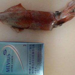 台風後は激渋エギング