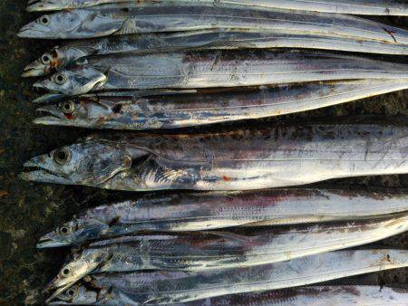 阿南市の辰巳でタチウオとシオ