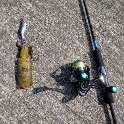 新子2杯。今年初アオリ。