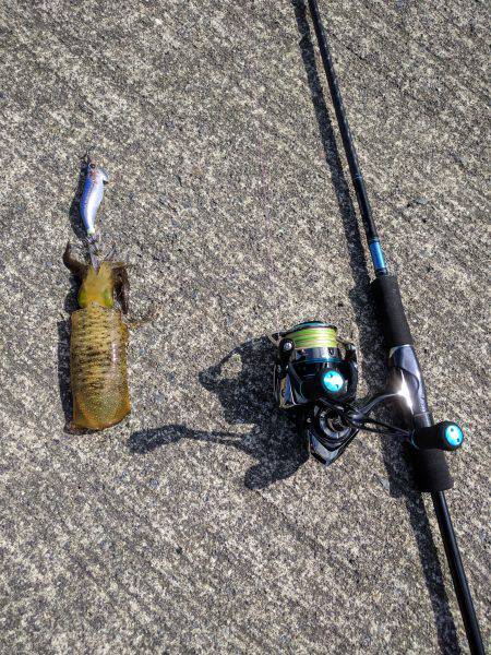 新子2杯。今年初アオリ。