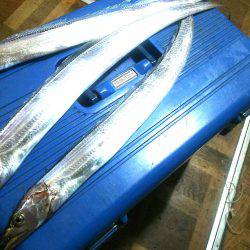 太刀魚ワインド