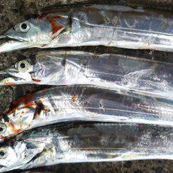 阿南市の辰巳でタチウオ