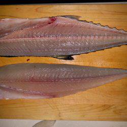 かろうじてサゴシ