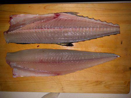 かろうじてサゴシ