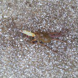 タコだけは良く釣れるんだけどなあ( ≧∀≦)ノ