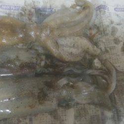 アオリイカとたこ釣れましたー