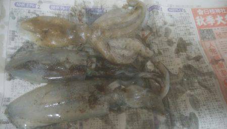 アオリイカとたこ釣れましたー