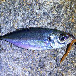 ２連夜の湾奥アジング