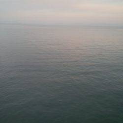 いか2杯釣れました