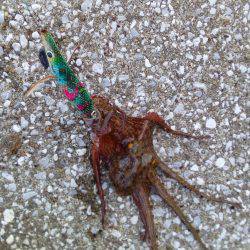 今朝は7つです(^_^)v