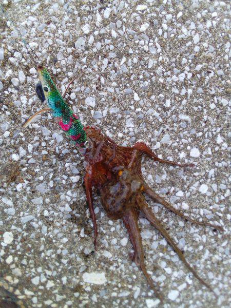 今朝は7つです(^_^)v