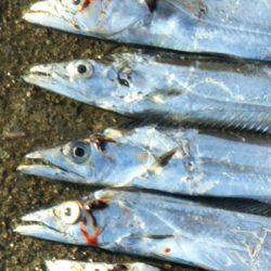 阿南市の椿泊でタチウオ