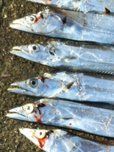 阿南市の椿泊でタチウオ