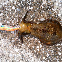 今年の初アオリイカ