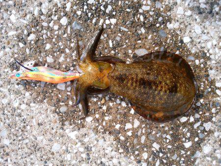 今年の初アオリイカ