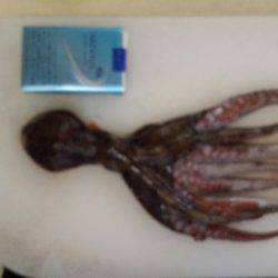 エギングのはずがタコ