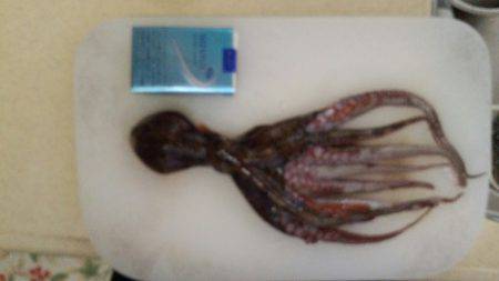 エギングのはずがタコ