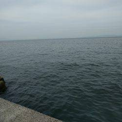 まさかのハマチ