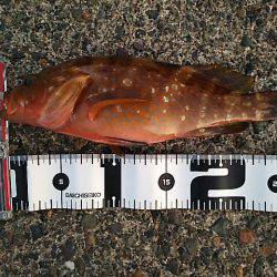 高活性とは言えないけど