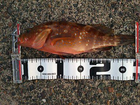 高活性とは言えないけど