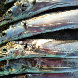 阿南市の辰巳でタチウオとサゴシ