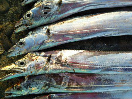 阿南市の辰巳でタチウオとサゴシ