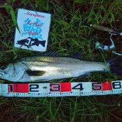 兵庫県円山川シーバス❕❕❕