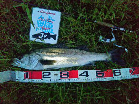 兵庫県円山川シーバス❕❕❕