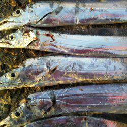 阿南市の辰巳でタチウオとサゴシ