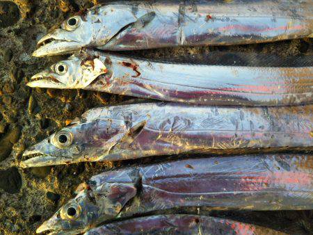 阿南市の辰巳でタチウオとサゴシ