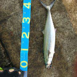 ダブル尺アジ！