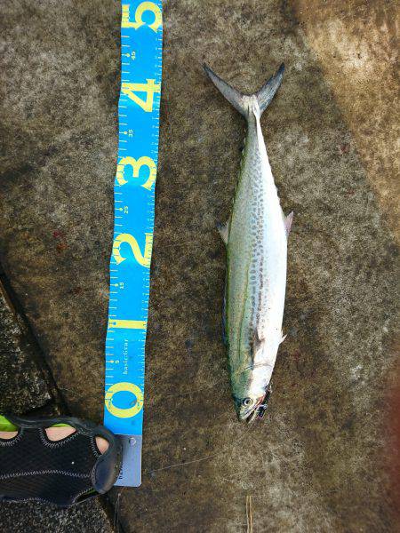 ダブル尺アジ！