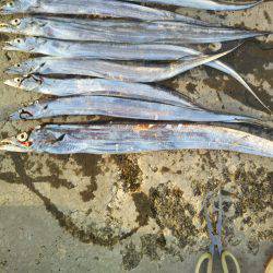 阿南市の椿泊でタチウオ